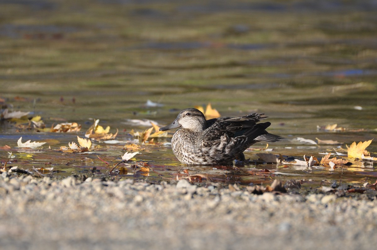 Green-winged Teal - ML610977641