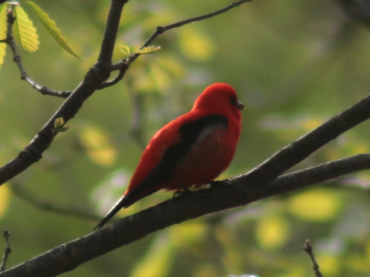 Scarlet Tanager - ML610977689