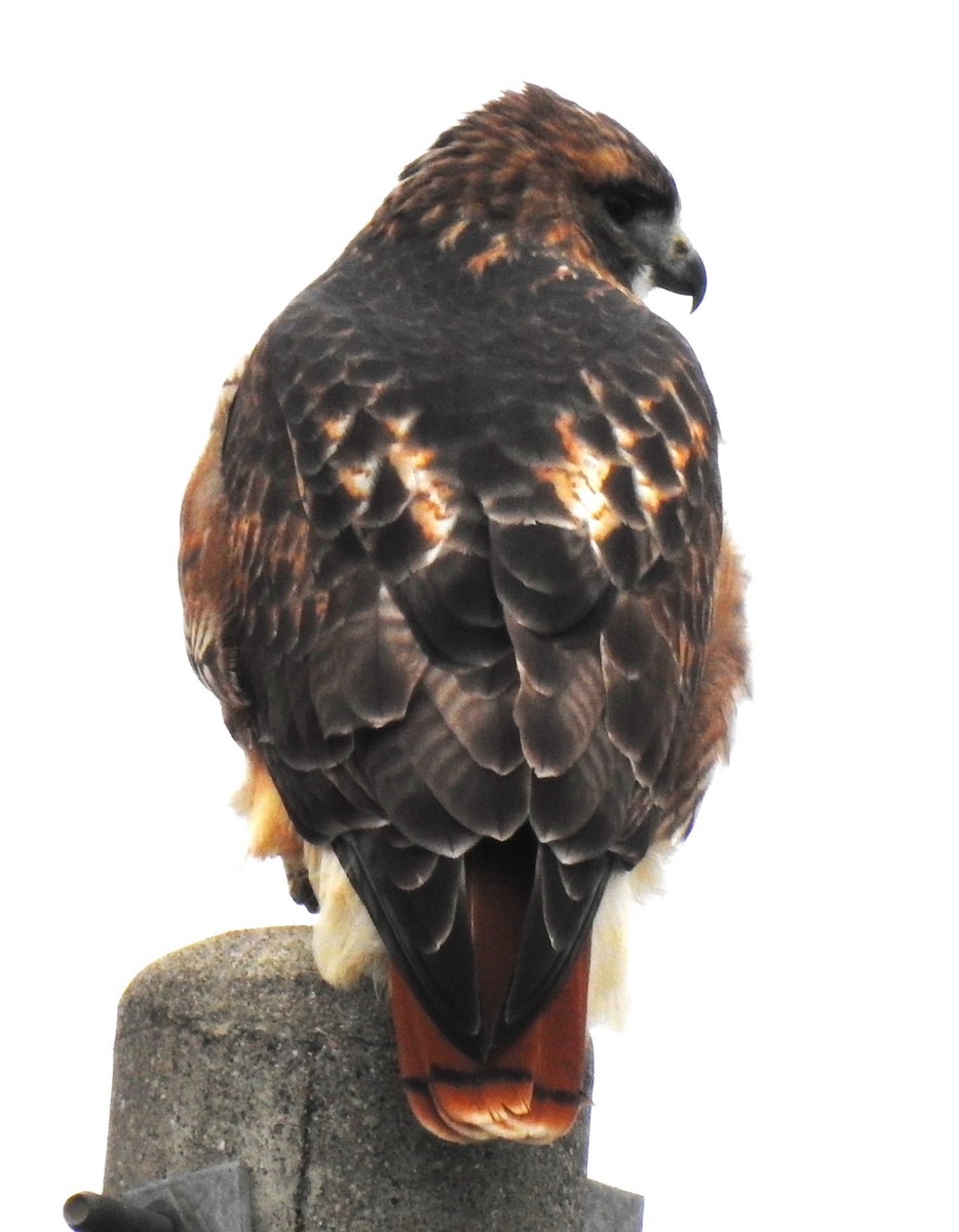 Red-tailed Hawk - ML610977865