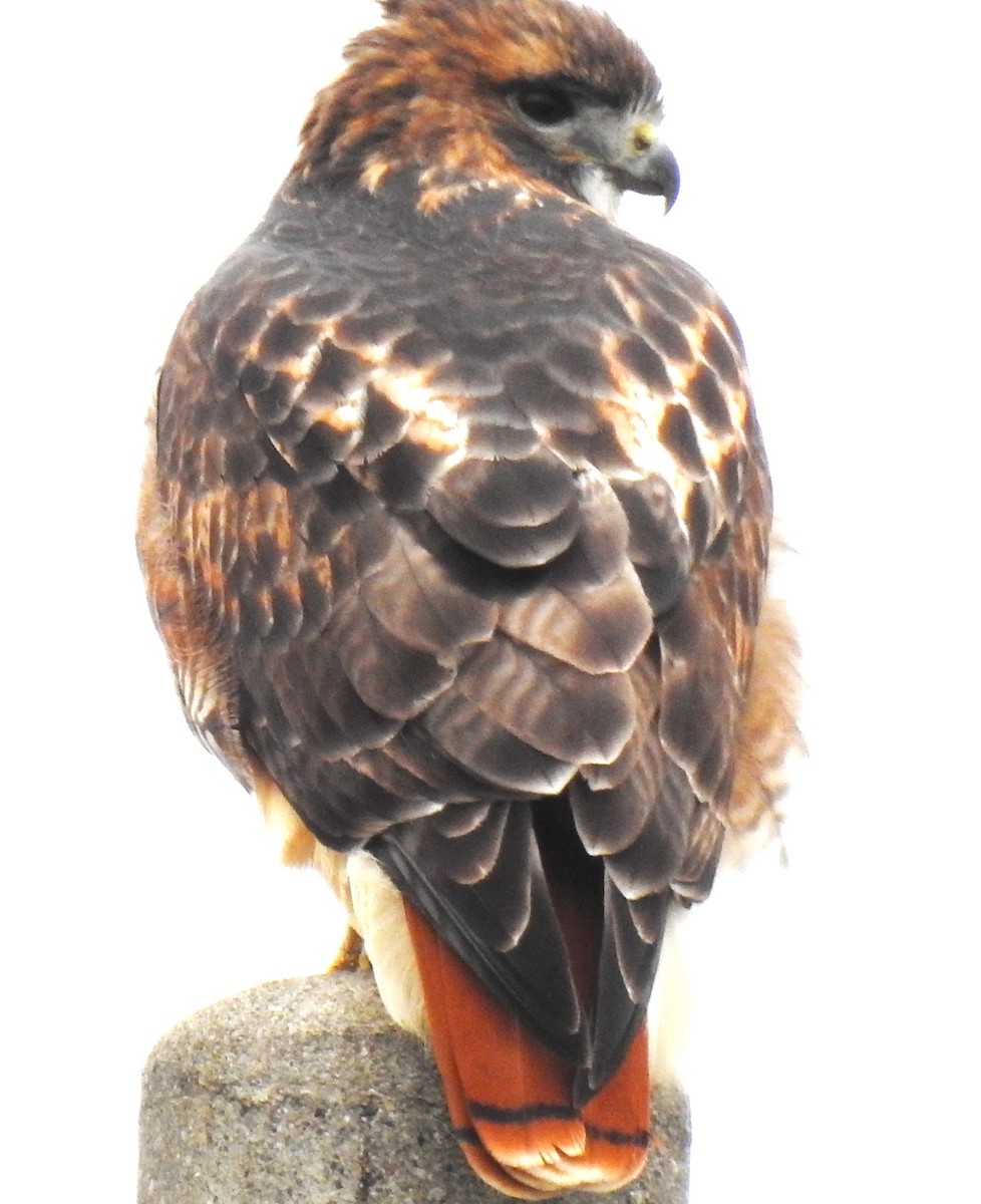 Red-tailed Hawk - ML610977866