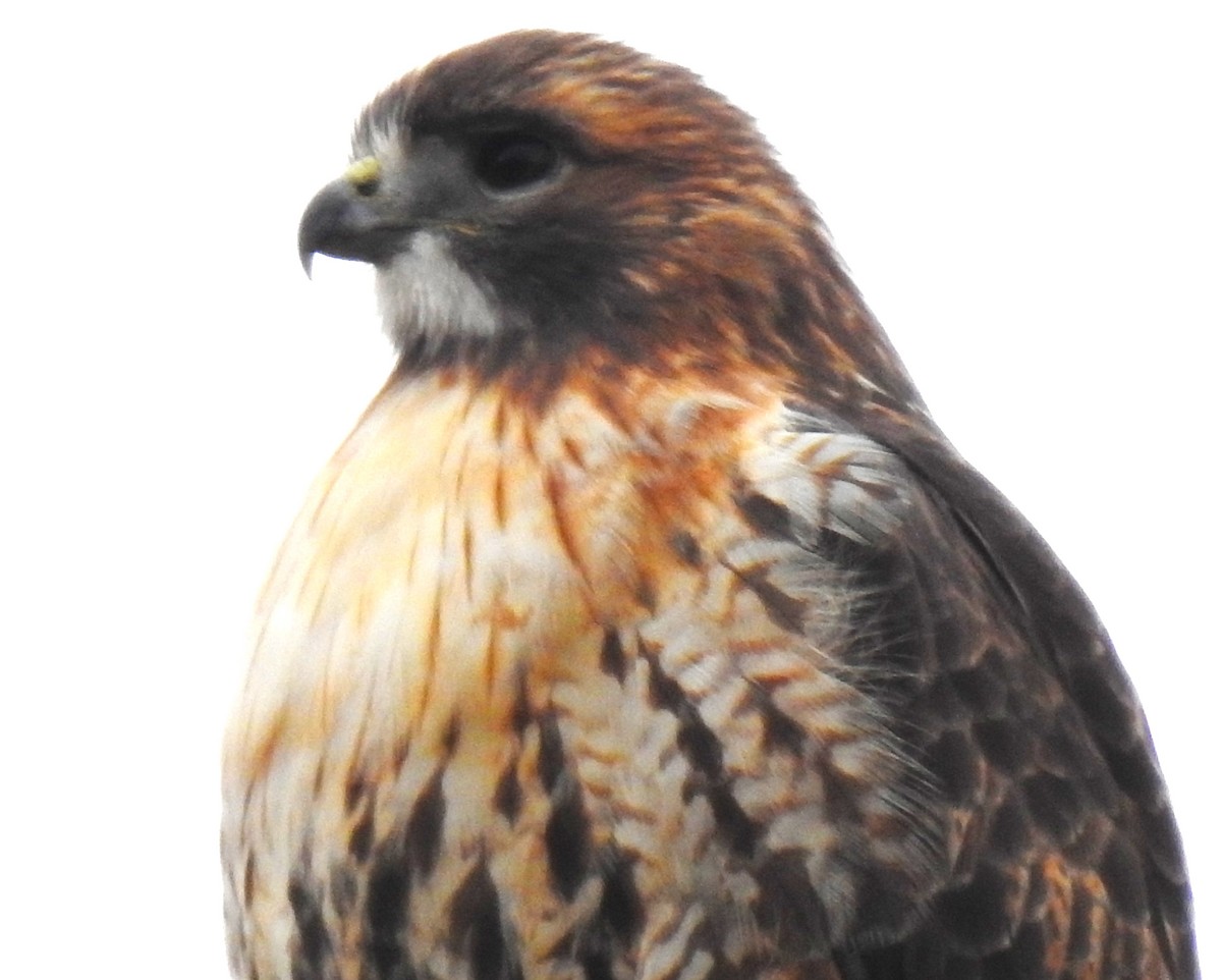 Red-tailed Hawk - ML610977867
