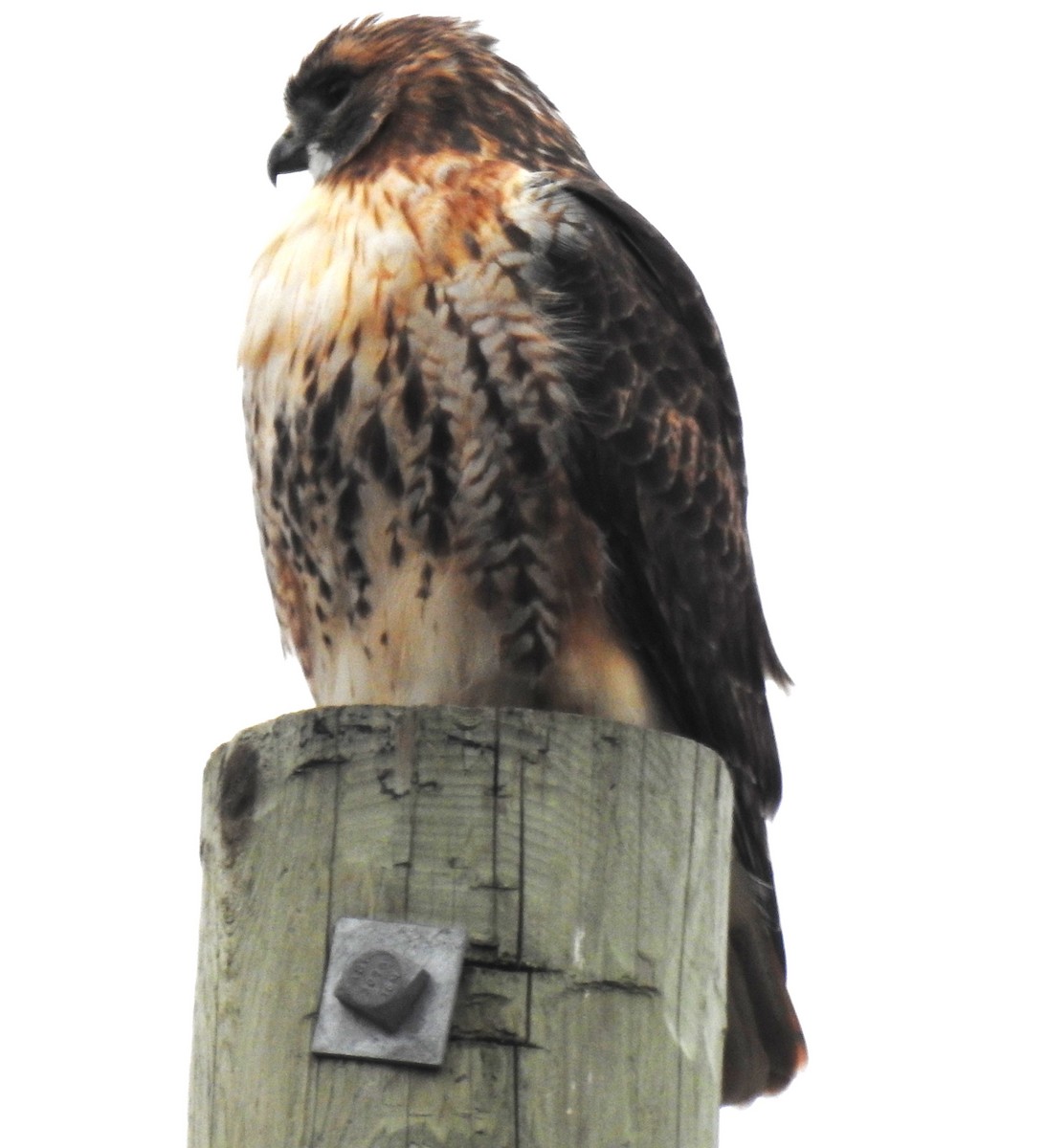 Red-tailed Hawk - ML610977868