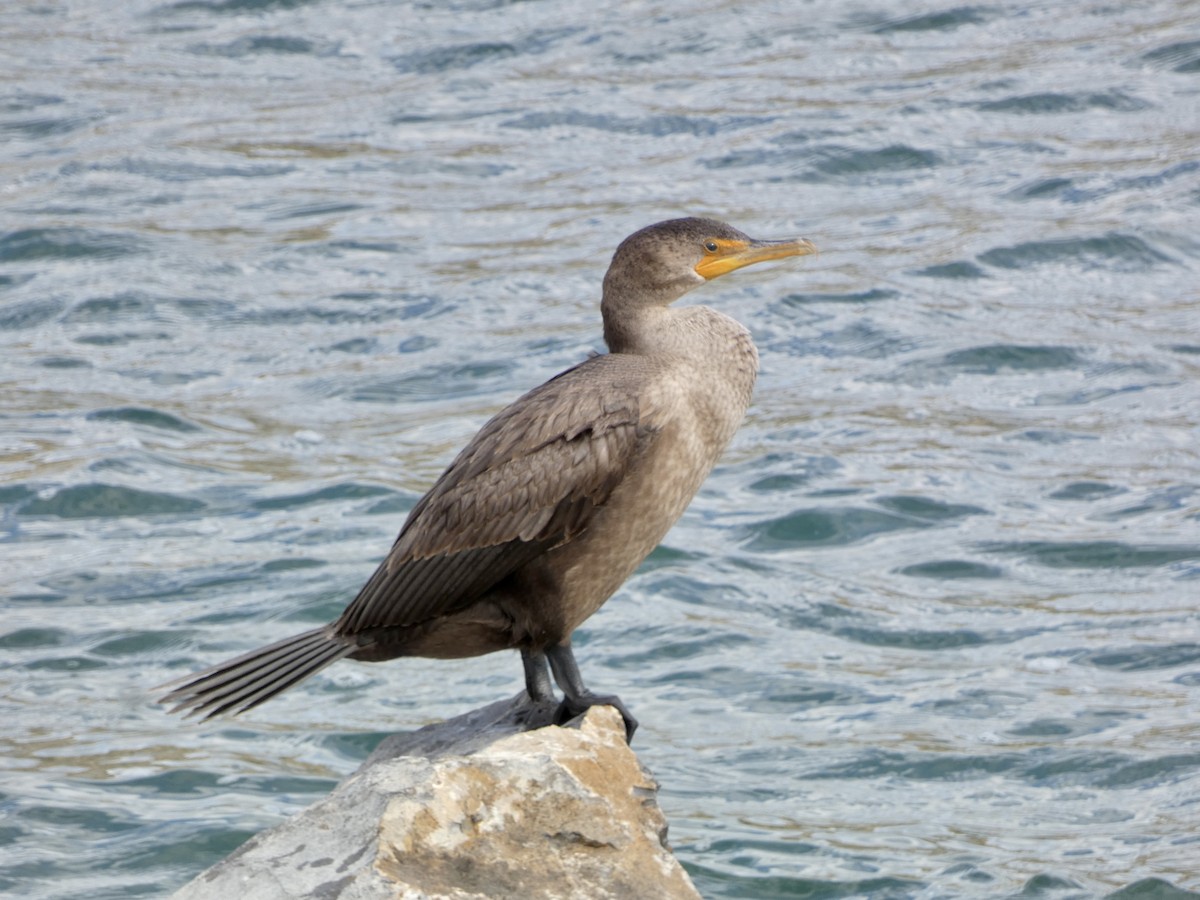 Double-crested Cormorant - Heidi Erstad