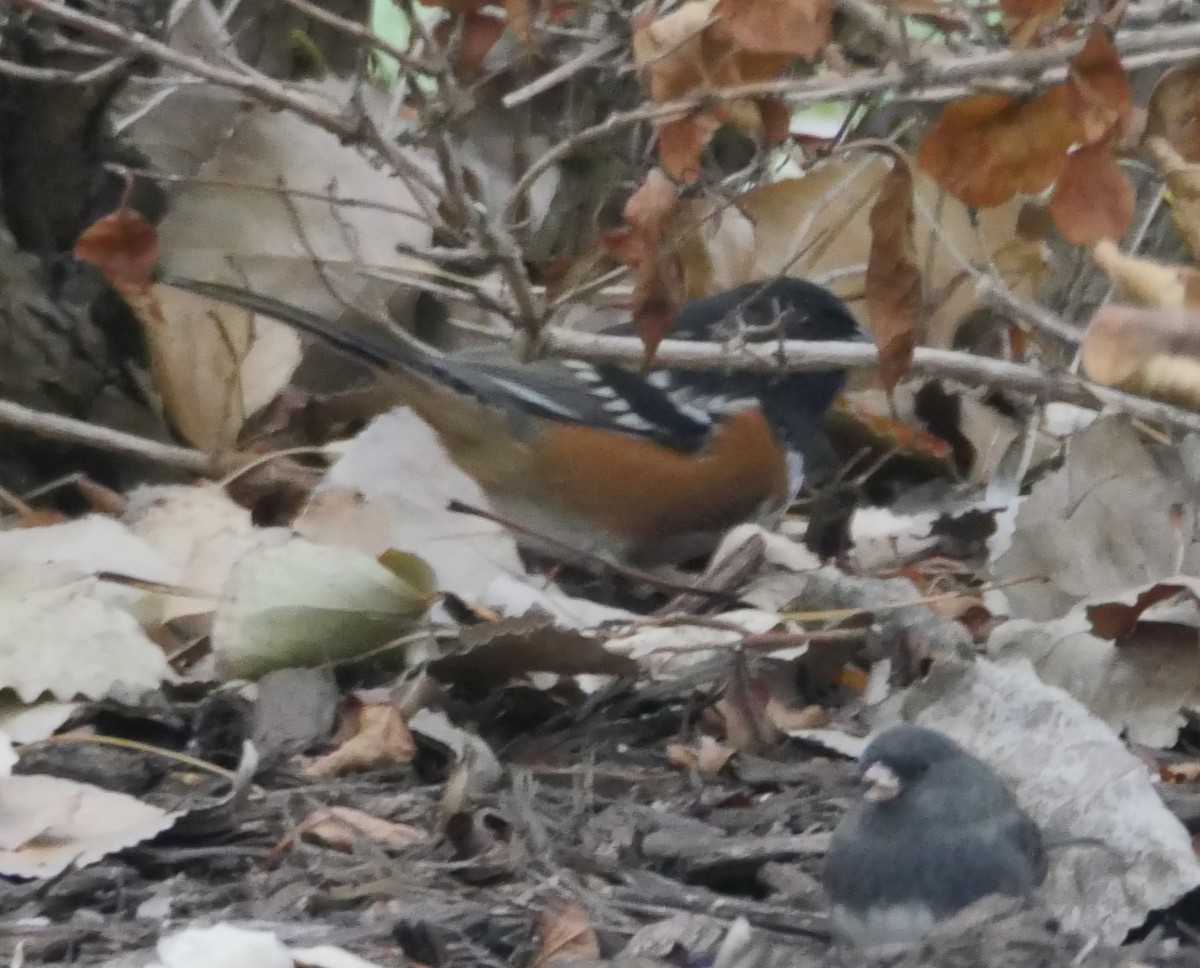 Spotted Towhee - ML610978316