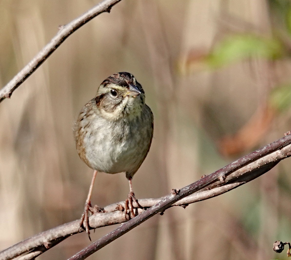 Swamp Sparrow - ML610978382