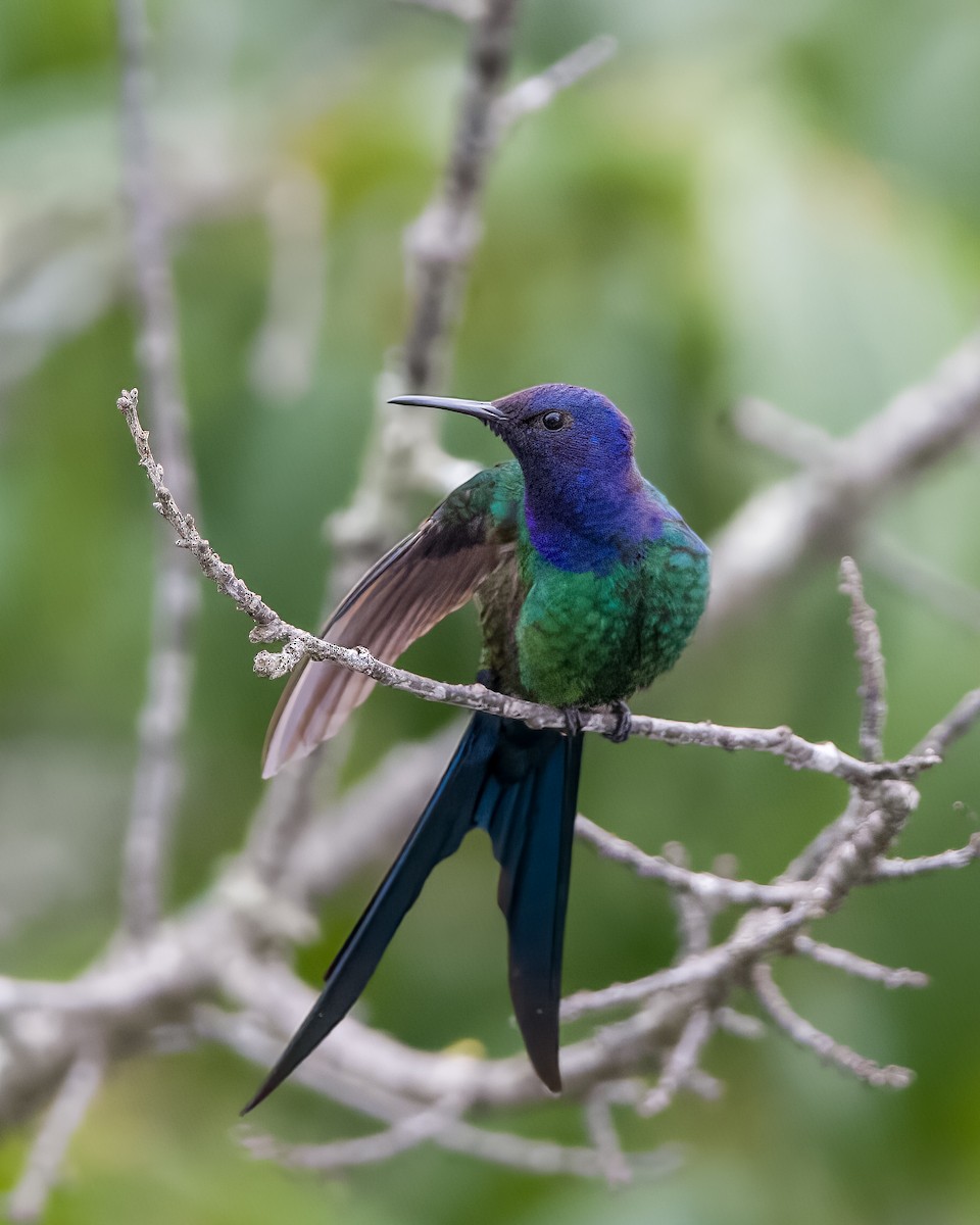 Swallow-tailed Hummingbird - ML610979015
