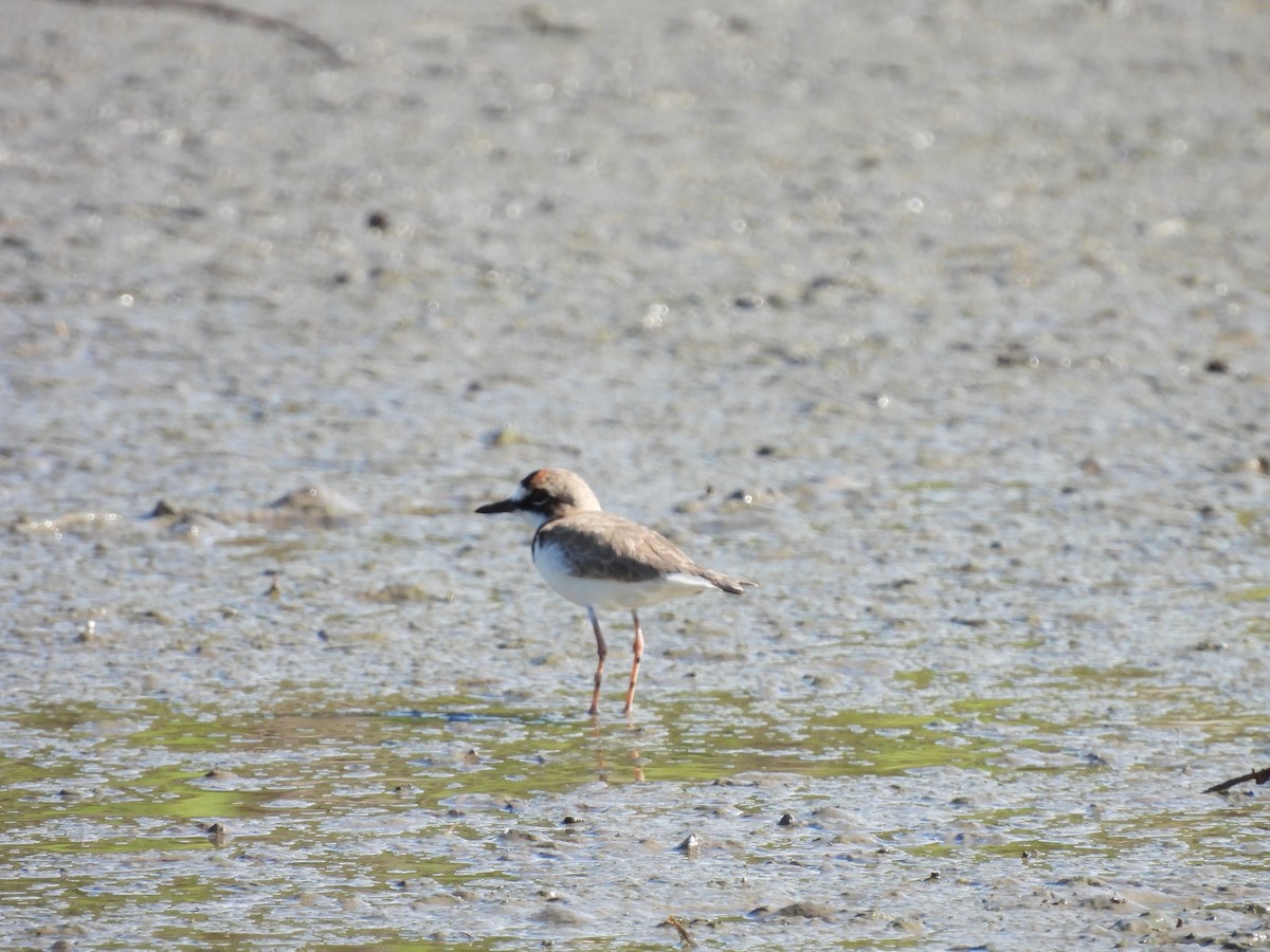 Collared Plover - ML610979037