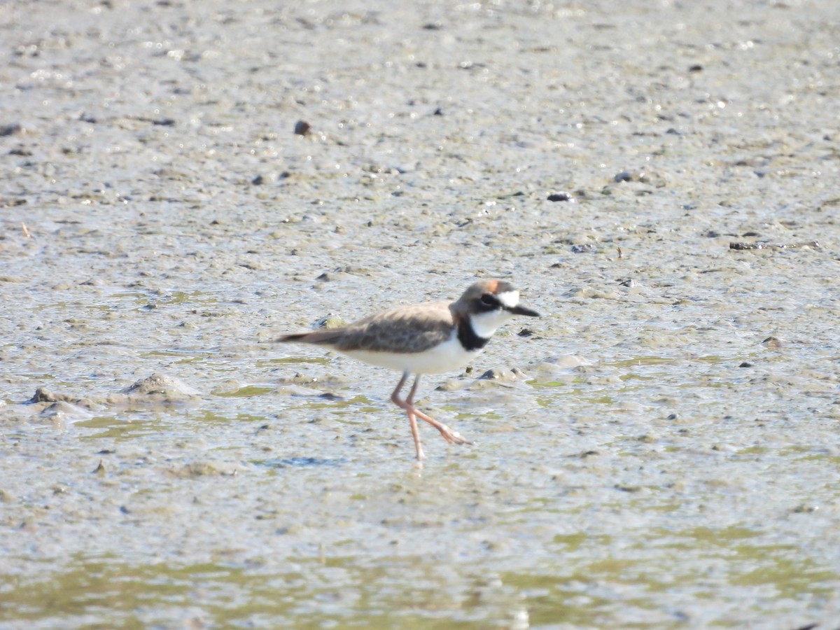 Collared Plover - ML610979038