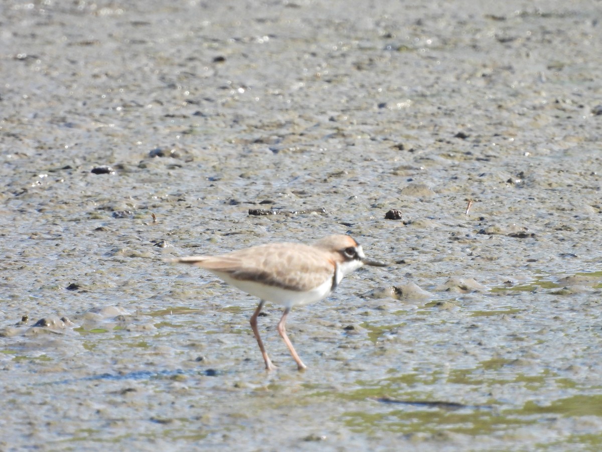 Collared Plover - ML610979039