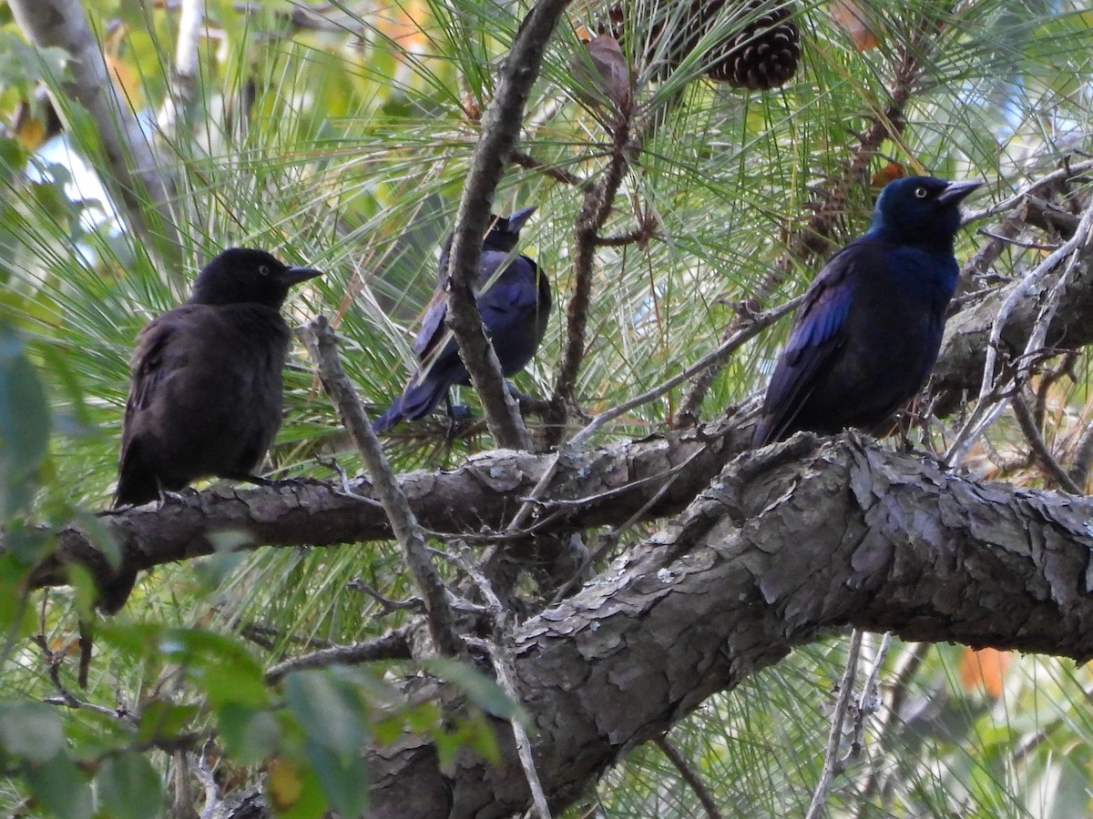 Common Grackle - Judy McCord