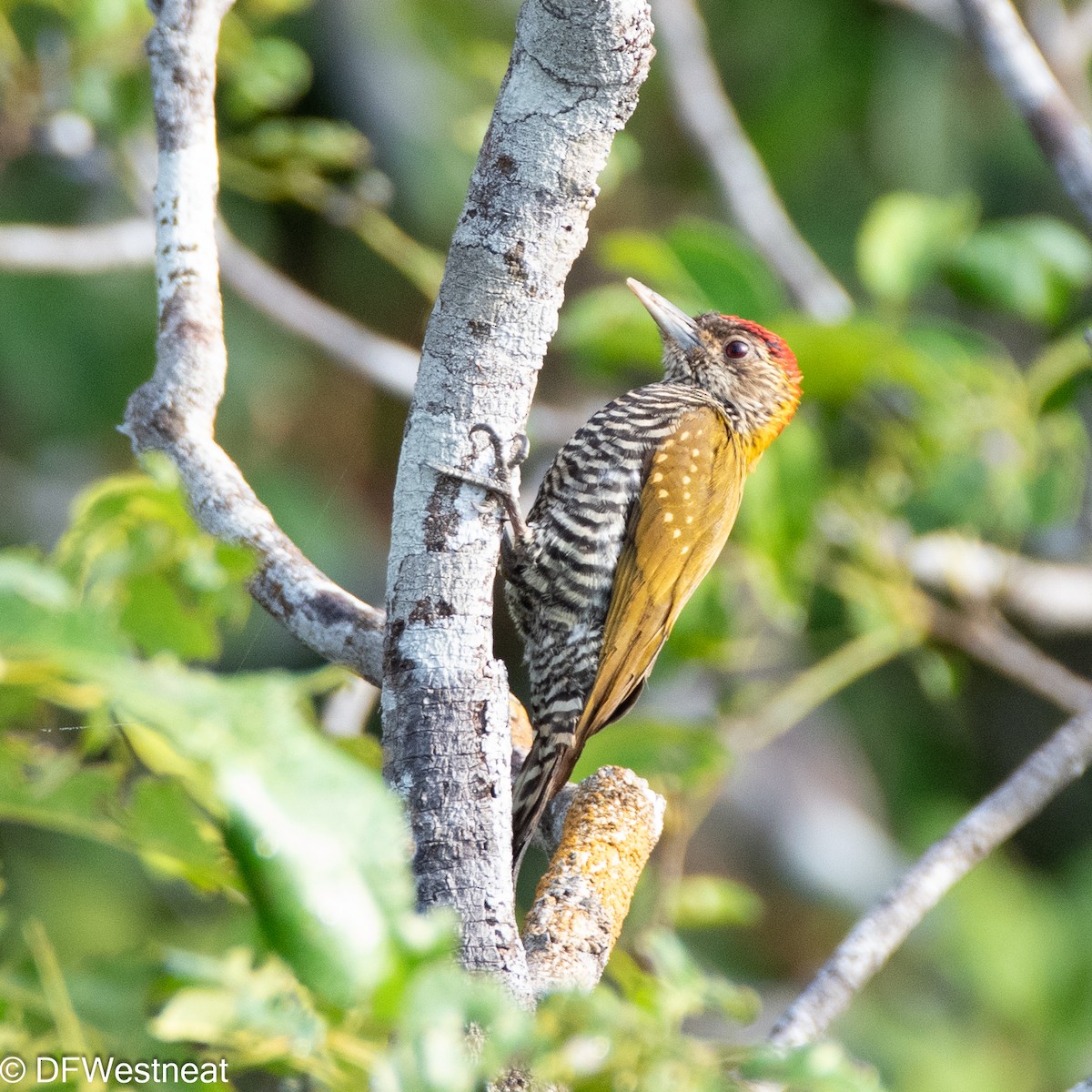 Golden-collared Woodpecker - ML610979808
