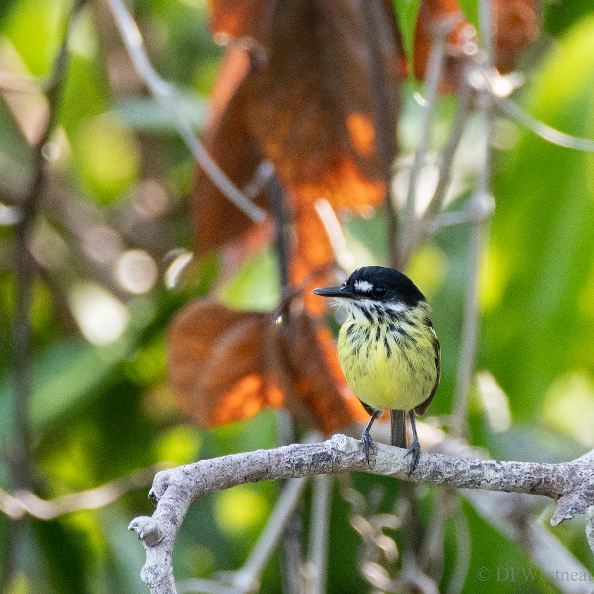 Painted Tody-Flycatcher - ML610979851