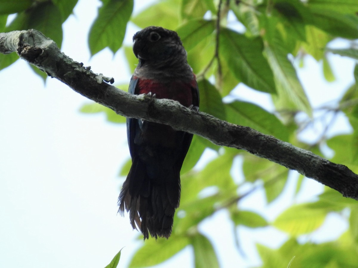 Crimson-bellied Parakeet - Nick Odio
