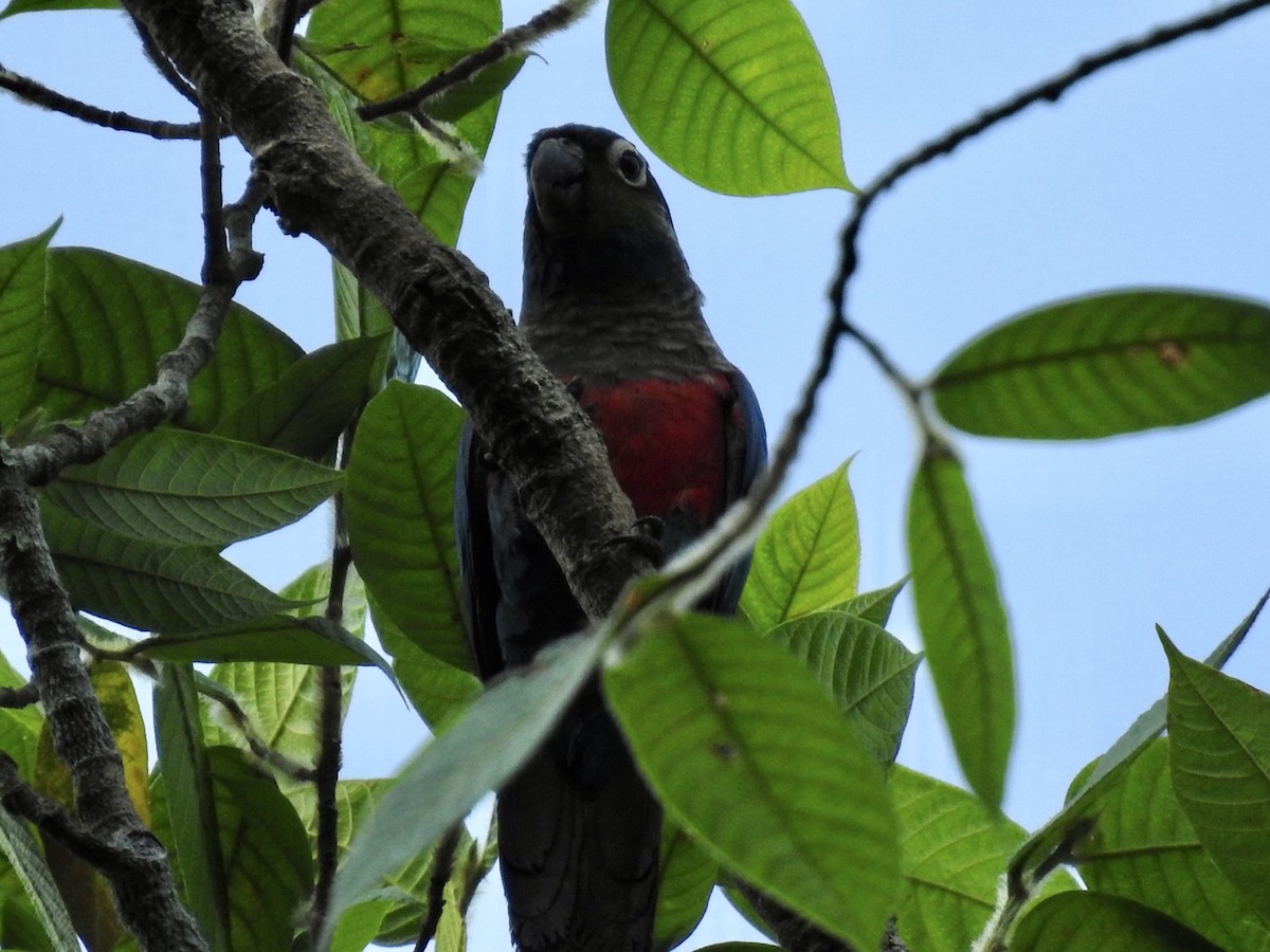 Crimson-bellied Parakeet - ML610980096