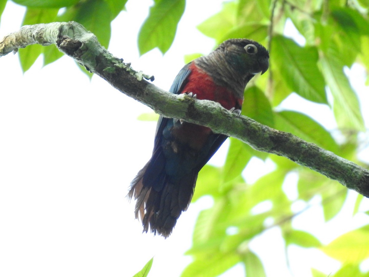 Crimson-bellied Parakeet - ML610980097