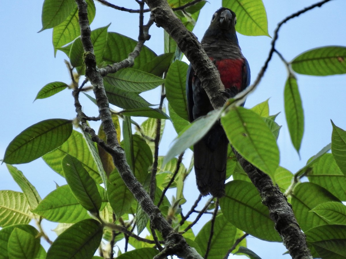 Crimson-bellied Parakeet - ML610980098