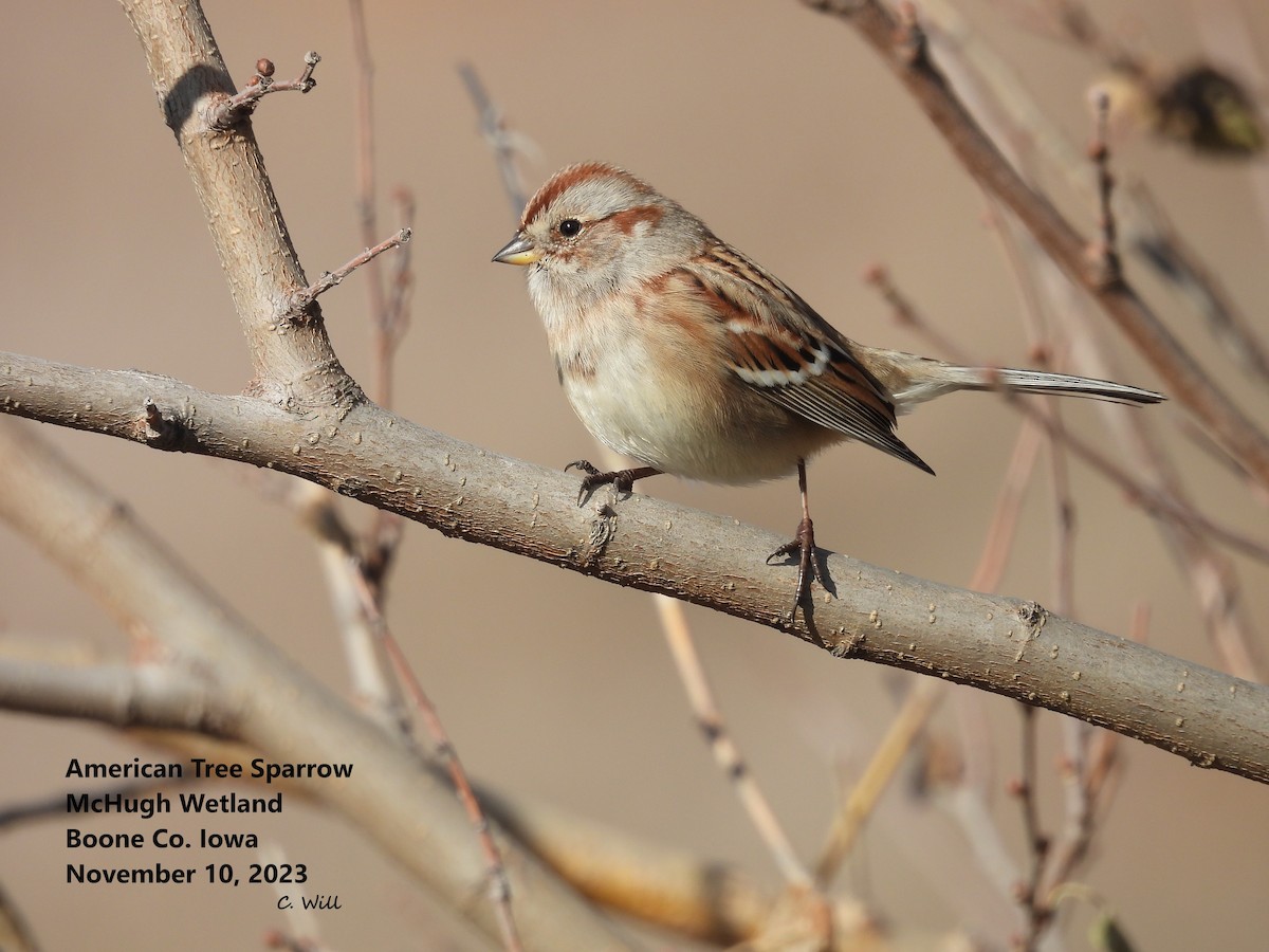 American Tree Sparrow - ML610980723