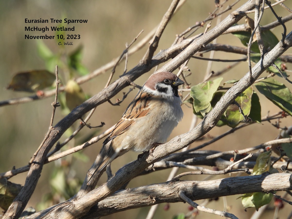 Eurasian Tree Sparrow - Clayton Will