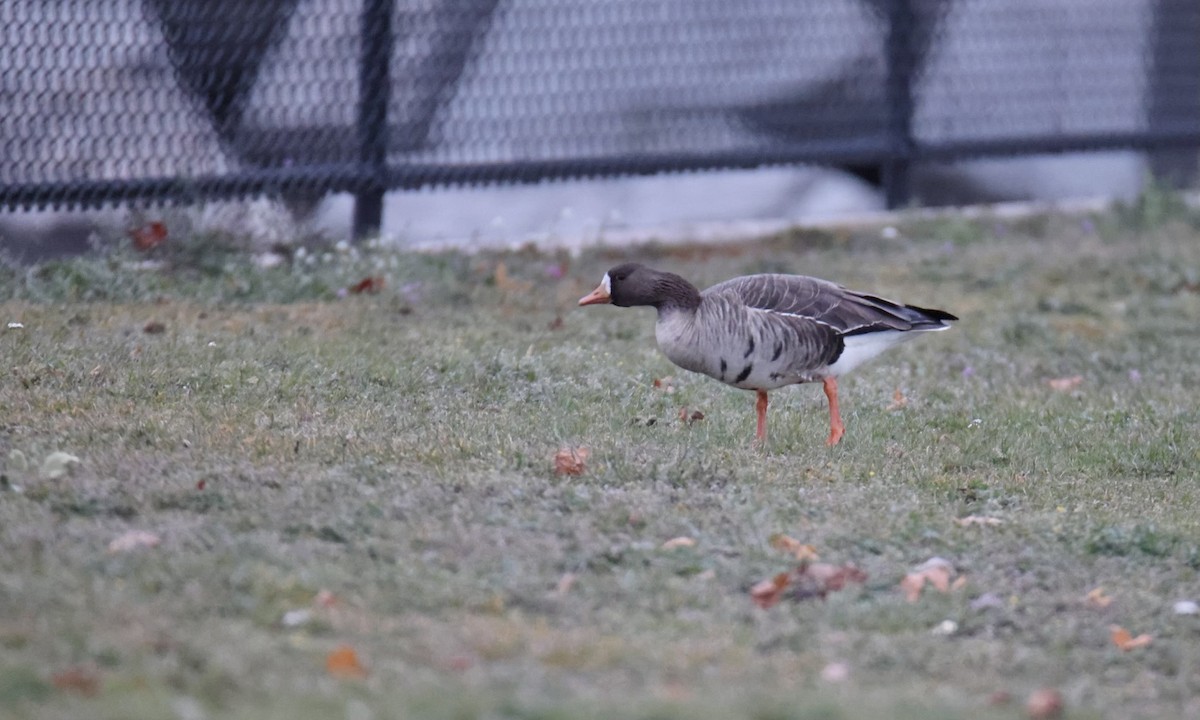 Greater White-fronted Goose - ML610980781