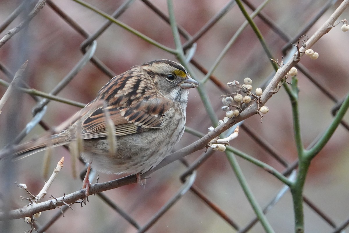 White-throated Sparrow - ML610981553