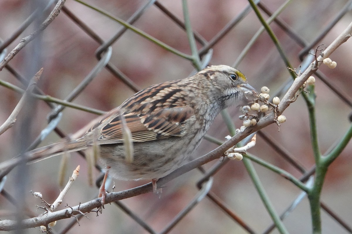 White-throated Sparrow - ML610981554