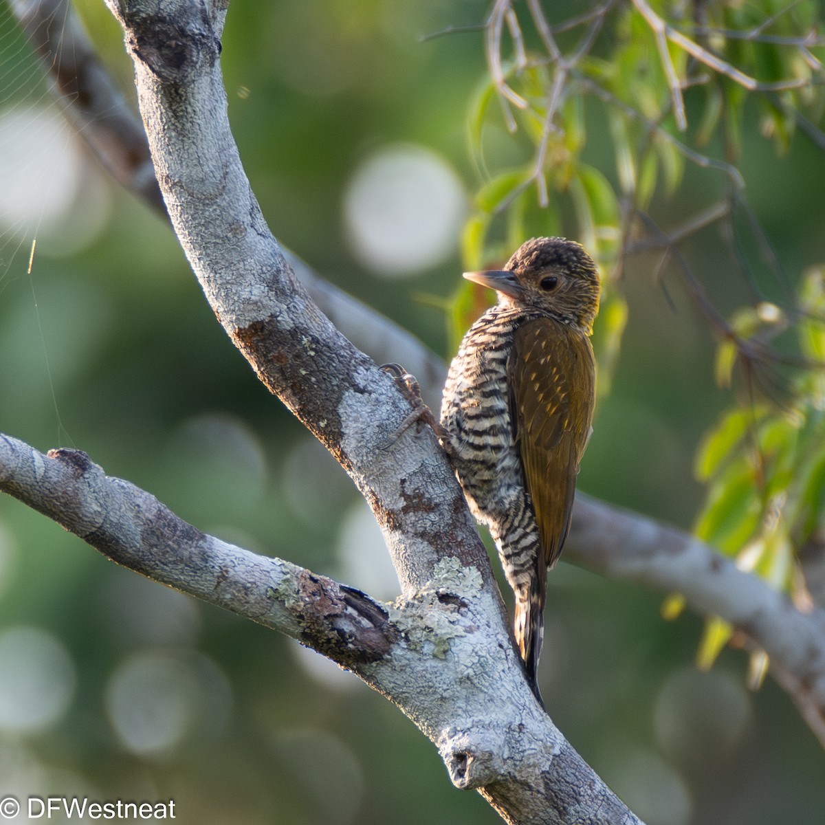 Golden-collared Woodpecker - David Westneat