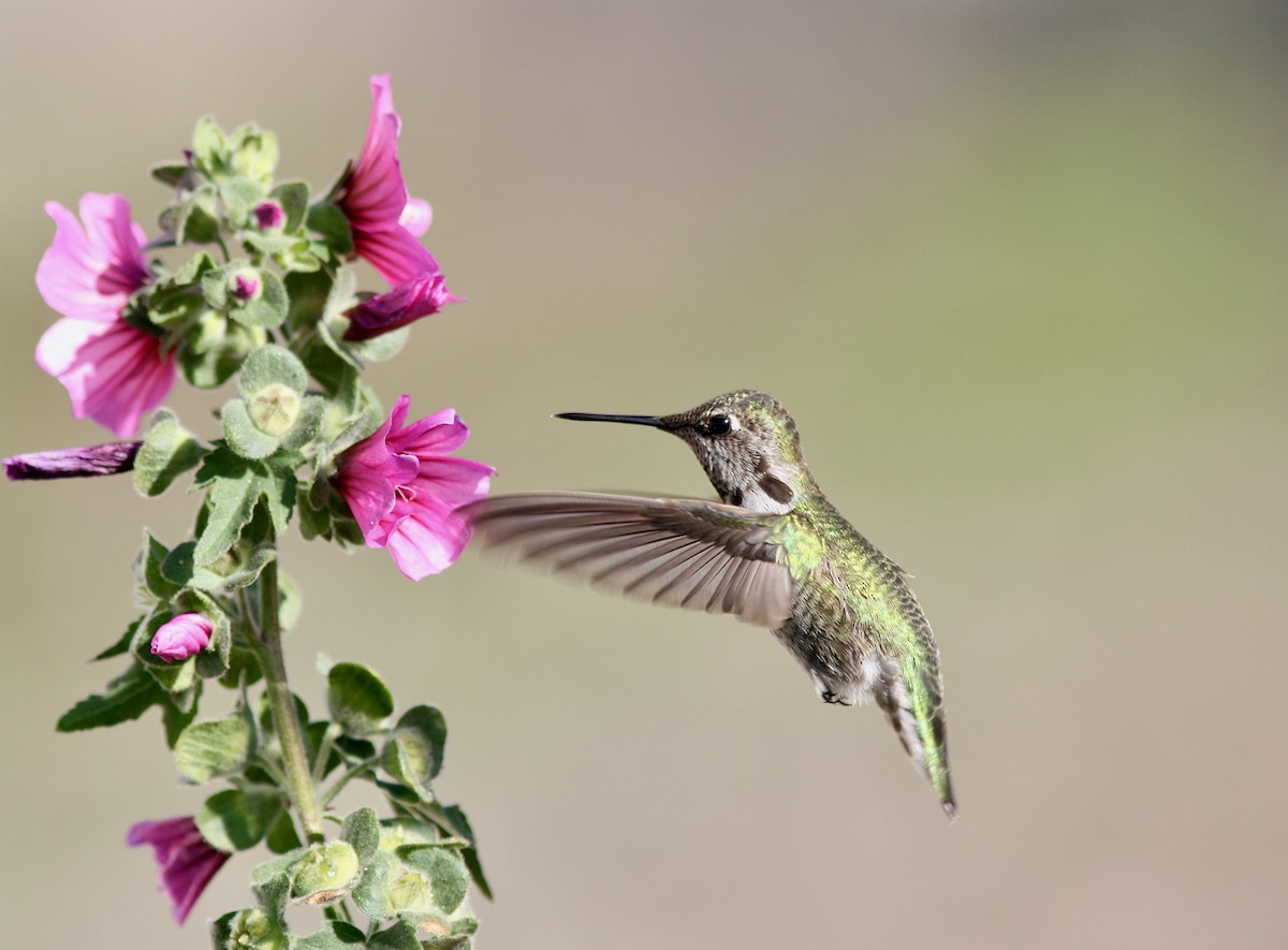 Anna's Hummingbird - ML610981650