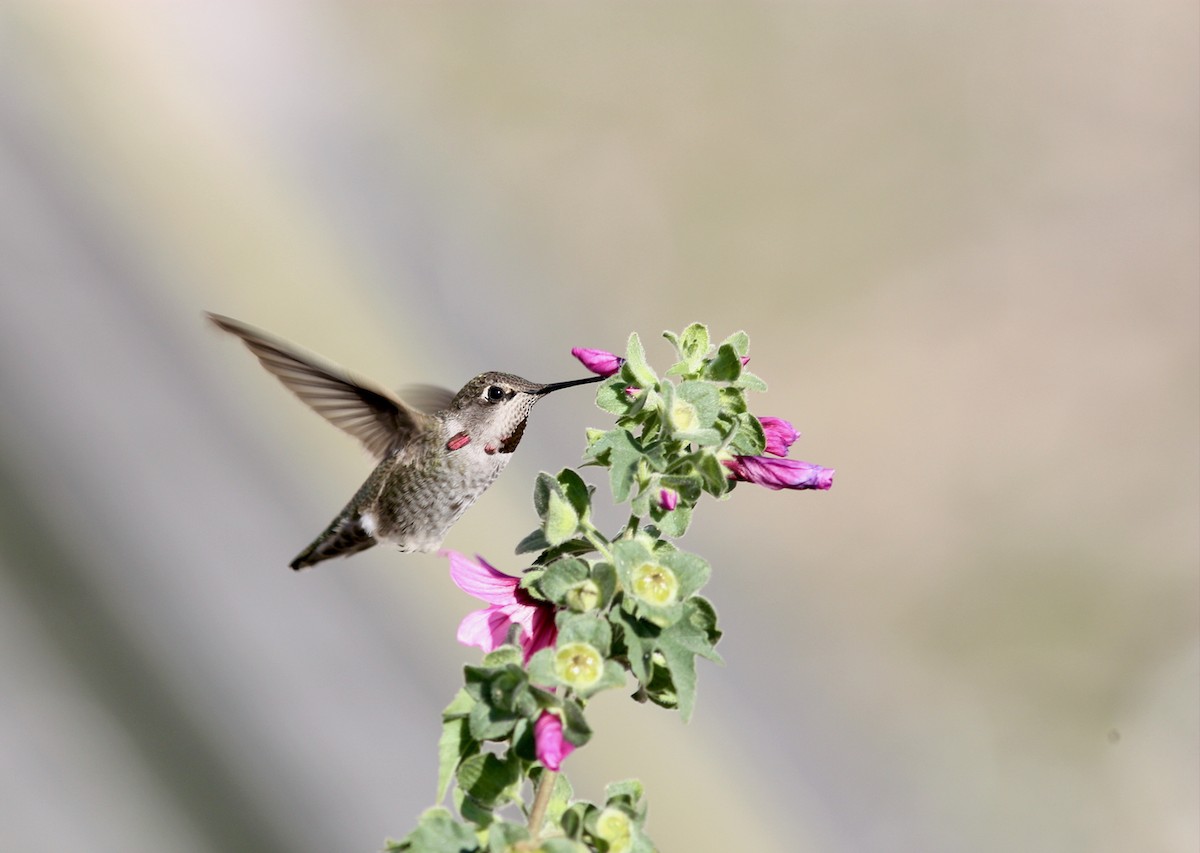 Anna's Hummingbird - ML610981651