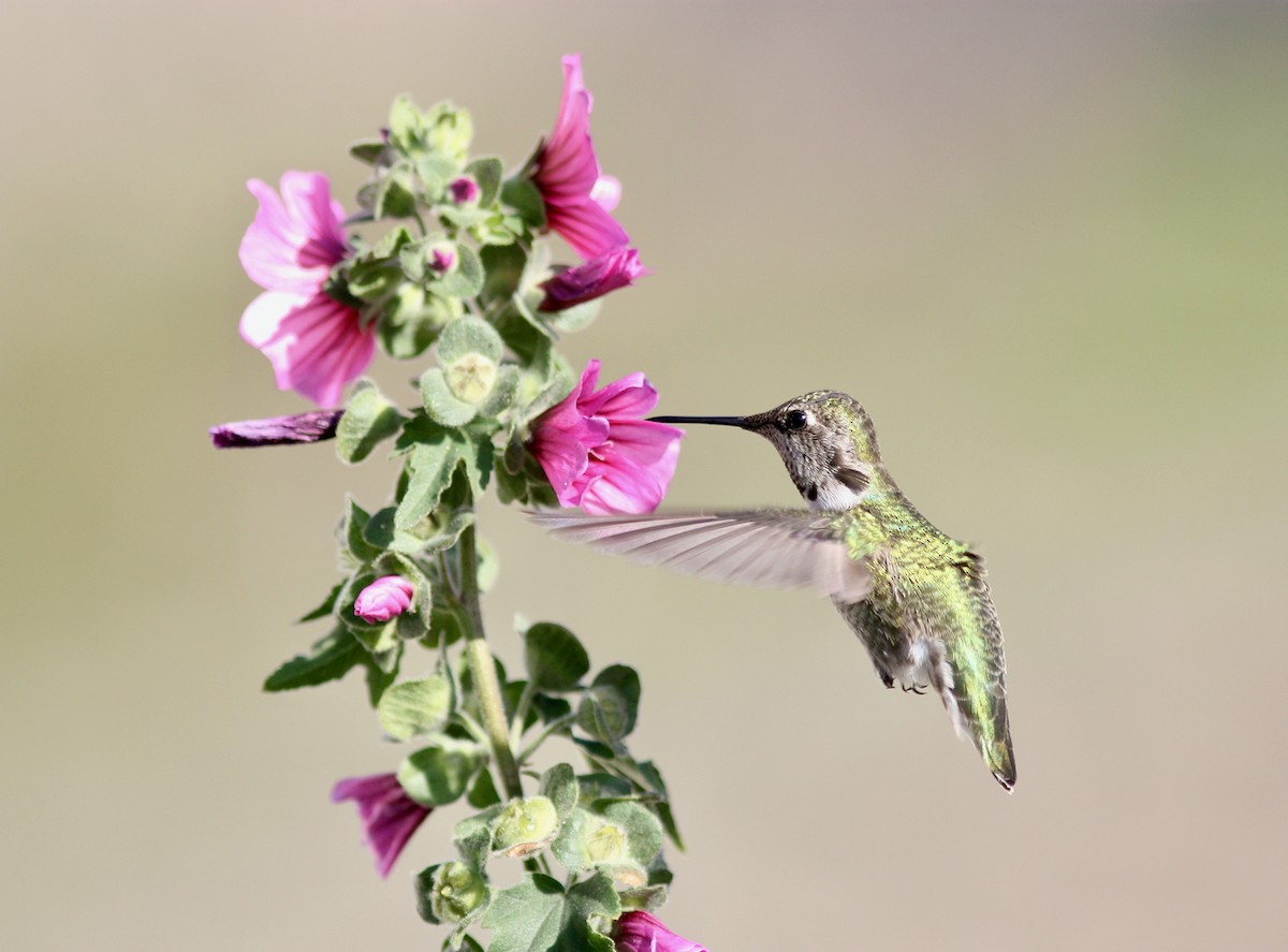 Anna's Hummingbird - ML610981653