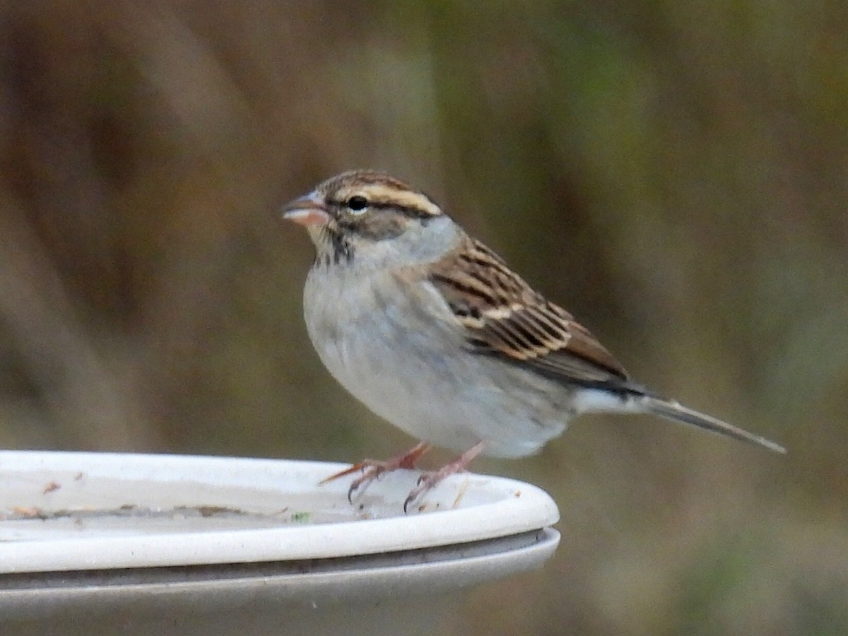Chipping Sparrow - ML610981660