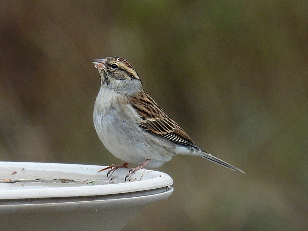 Chipping Sparrow - ML610981661
