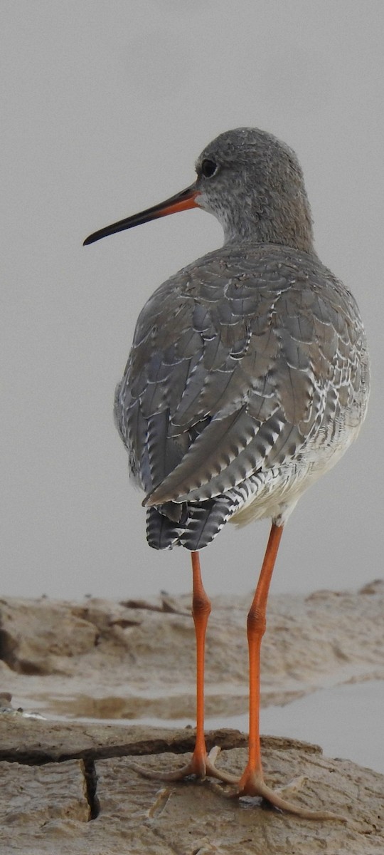 Spotted Redshank - ML610981871