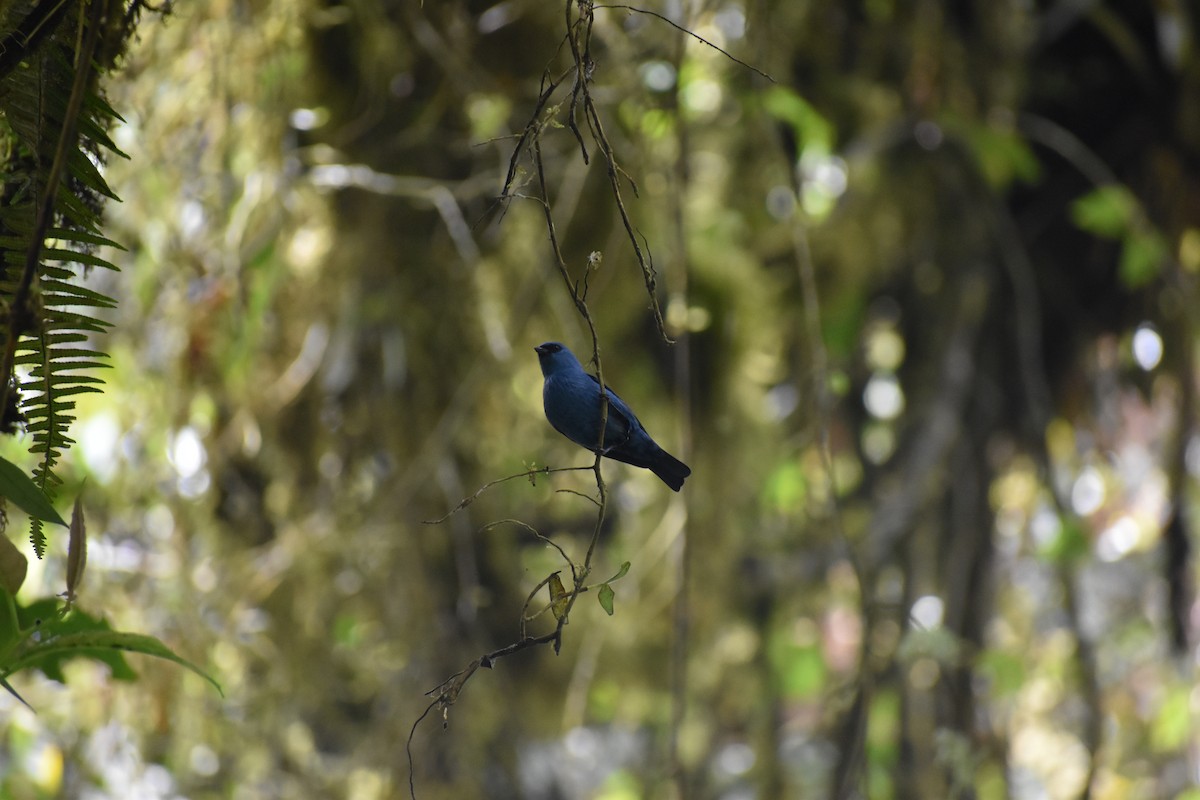 Blue-and-black Tanager (Blue-and-black) - ML610982469