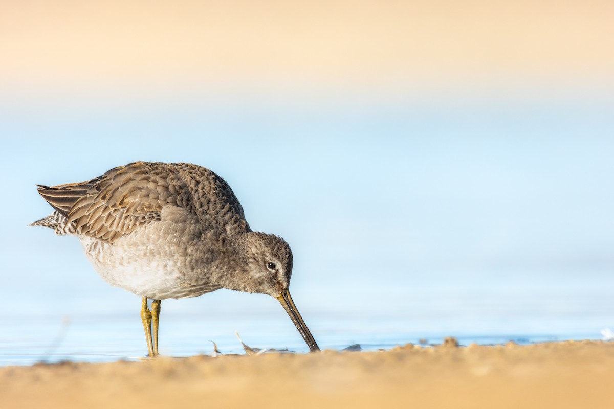Long-billed Dowitcher - ML610982676