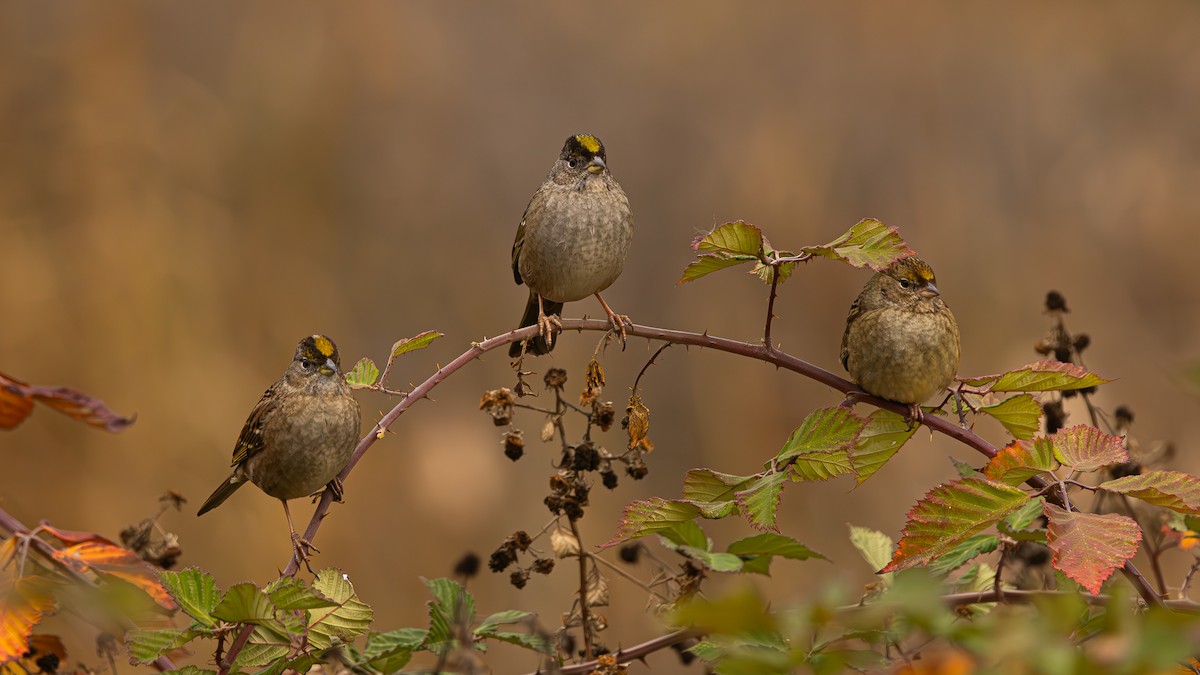 Golden-crowned Sparrow - ML610982790