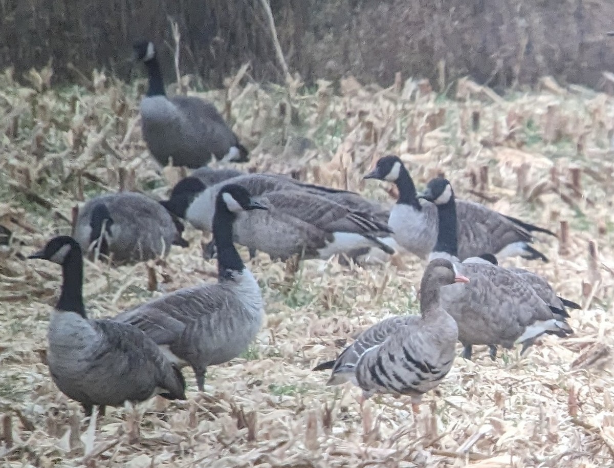 Greater White-fronted Goose - ML610982884