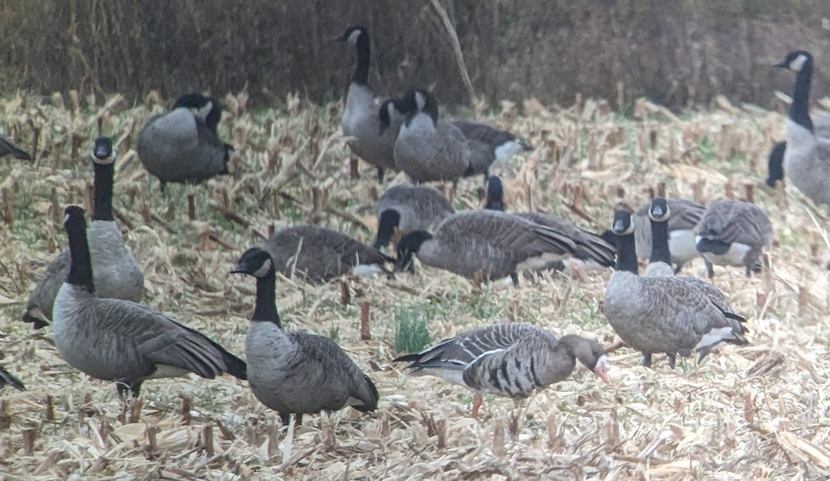 Greater White-fronted Goose - ML610982885