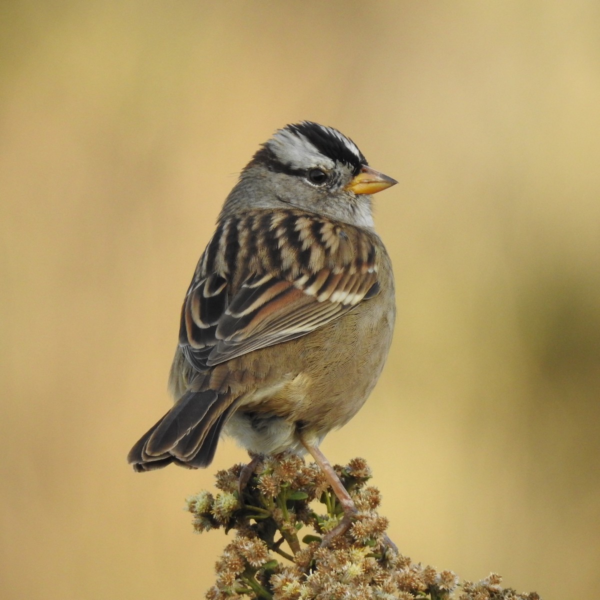White-crowned Sparrow - ML610982931