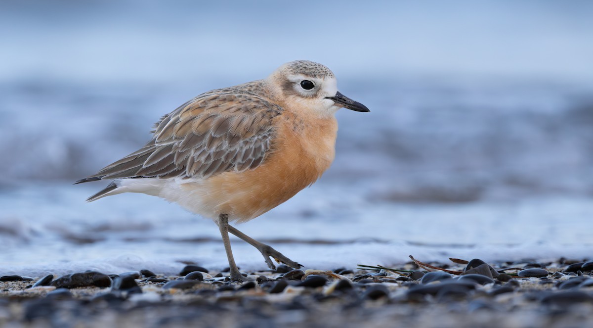 Red-breasted Dotterel - ML610983552