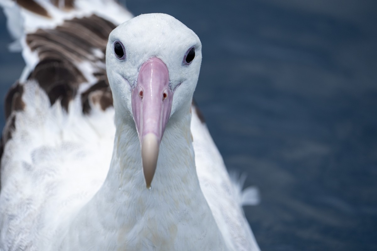Snowy Albatross - ML610983595