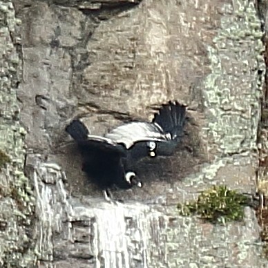 Andean Condor - ML610983734