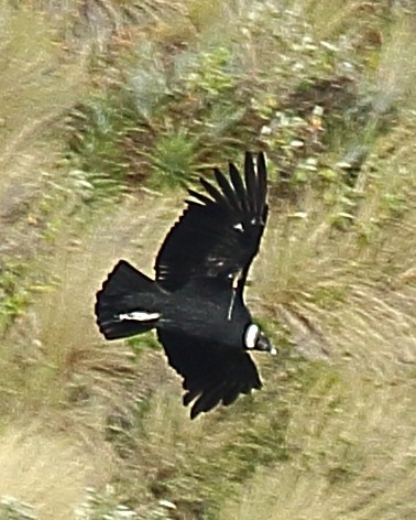 Andean Condor - ML610983735