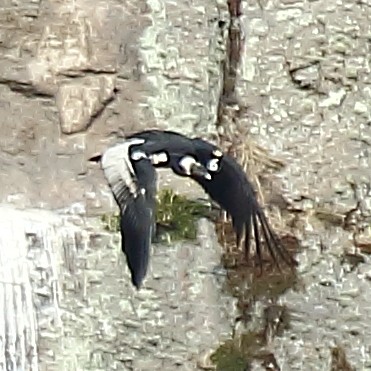 Andean Condor - ML610983736