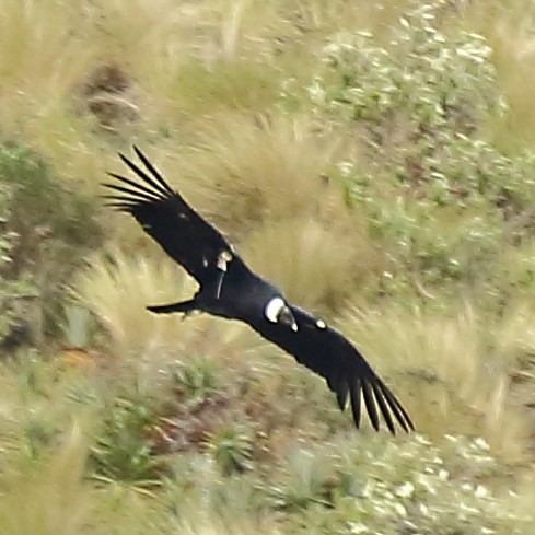 Andean Condor - ML610983738