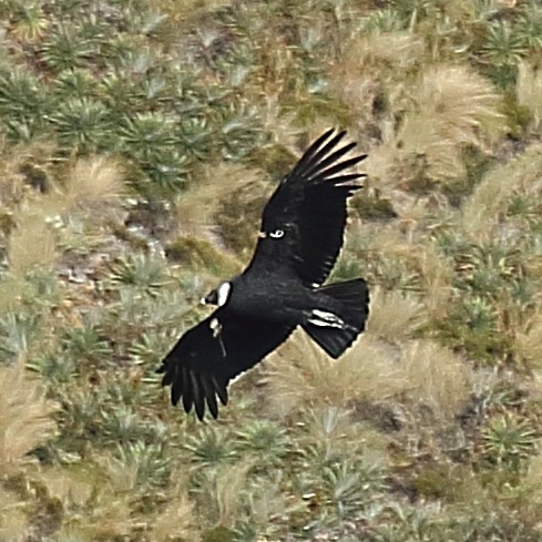 Andean Condor - ML610983739