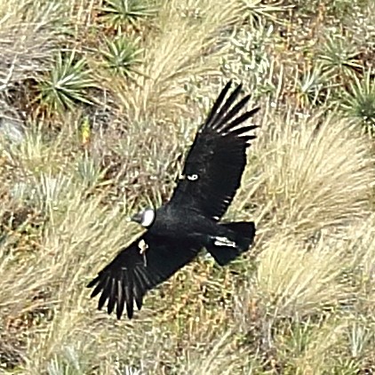 Andean Condor - Ryan Candee
