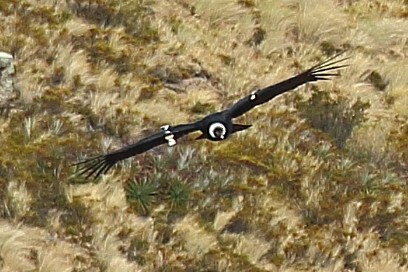 Andean Condor - ML610983741