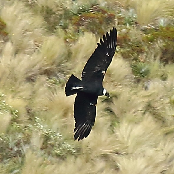 Andean Condor - ML610983742