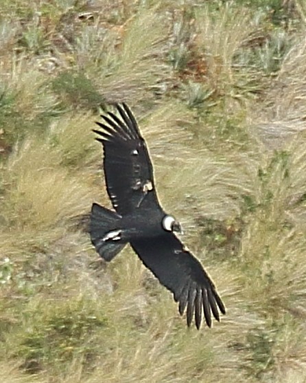 Andean Condor - ML610983743