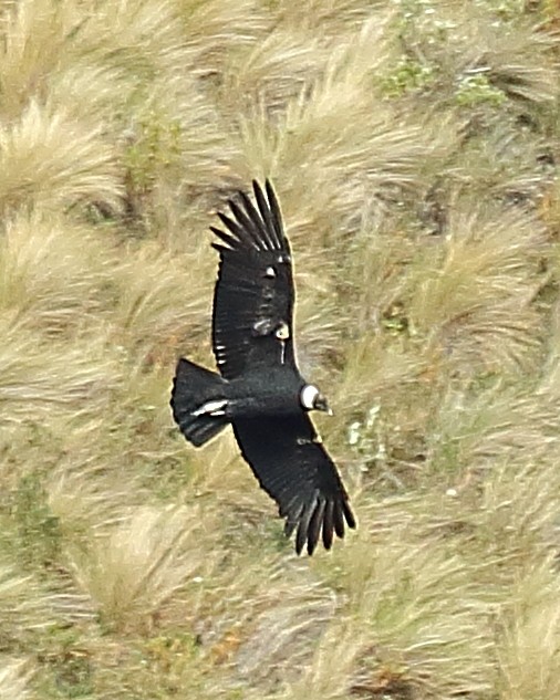 Andean Condor - ML610983744